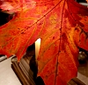 Herbst Herbst