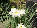 Frühling im Kirchgarten (D.Schröter)