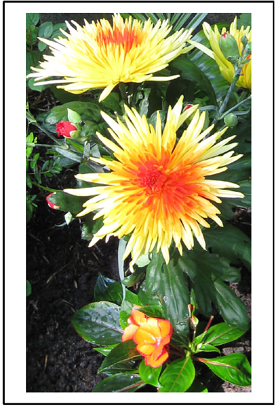 Blumen (Foto: KG Bleicherode)