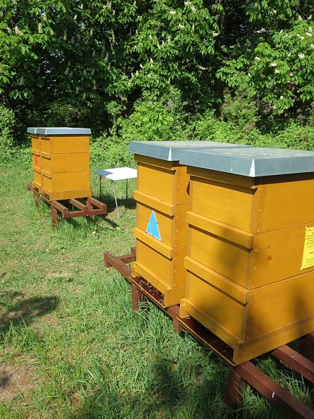 Bienen (Foto: Frauenberg)